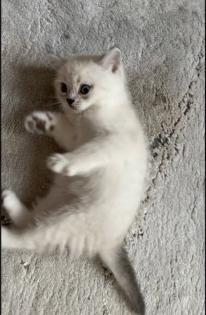 Abgabe bereite BKH blue point kitten Nur 1 männlich übrig