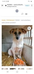 Tolle Welpen, Junghunde Hundesenioren