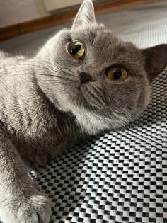 2 BKH Kitten an liebevolle Hände abzugeben