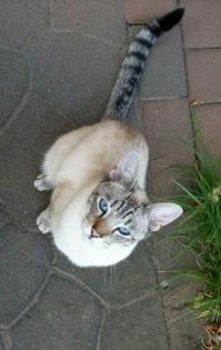 Suche/Vermisst Kater/Katze Siam-Mix Kion Belohnung
