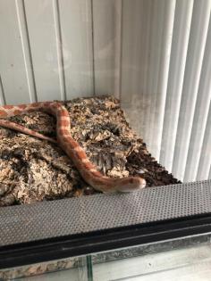 Kornnatter inklusive Terrarium abzugeben.