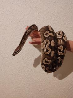 Königspython python reigus / 1. 0 Mojave Ball / Männlich / NZ 2014