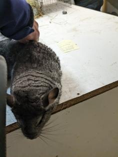 Langschwanz Chinchillas