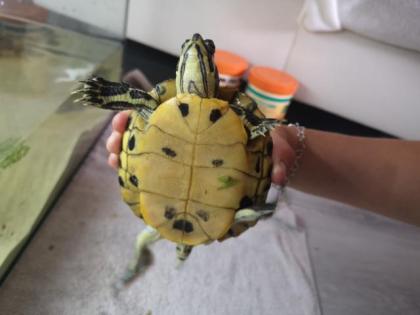2 Wasserschildkröten zu verkaufen