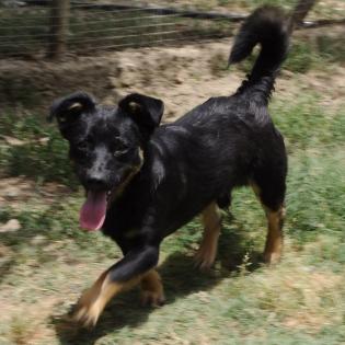 Flaps / Status sucht ein Zuhause
