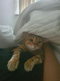 Liebevoller Kater Reinrassig Bengal in Gute Hände abzugeben