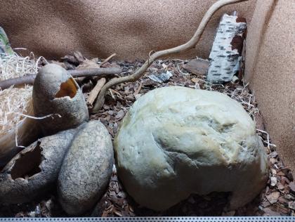 Kornnatter mit Terrarium