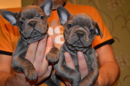 Französische Bulldogge