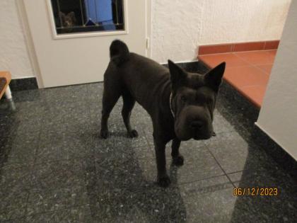 Shar-Pei Hündin 11 Monate
