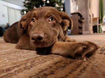 Australian Shepherd Junghündin