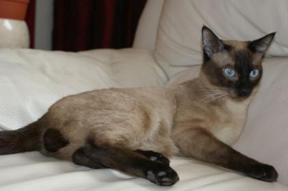 Deckkater Thai/Siam alter Typ in seal-point, biete seine Dienste an