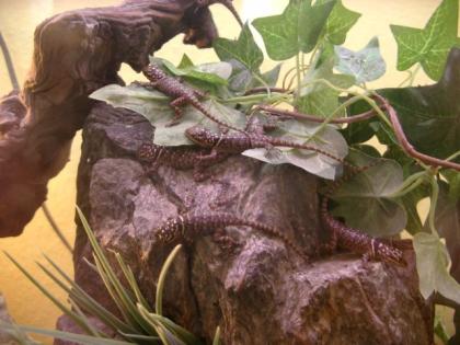 Blaue Stachelleguane Sceloporus cyanogenys