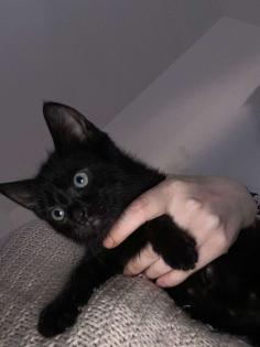 Bombay Katze
