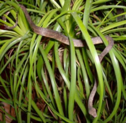 Papua Baumboa Candoia carinata