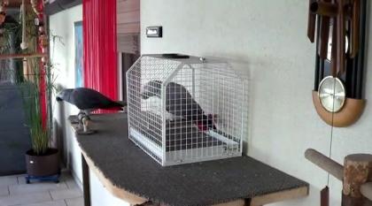 2 Graupapageien Jungtiere in Liebevolle Hände abzugeben