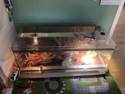 Bartagamenpärchen mit Terrarium und Zubehör