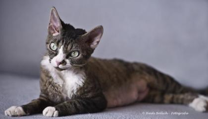 Devon Rex Mädchen sucht Freigängerplatz