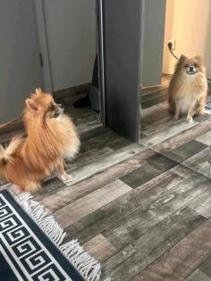 Pomeranian Rüde 1 Jahr alt