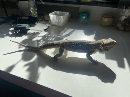 Bartagame Geschwister in gute Hände abzugeben