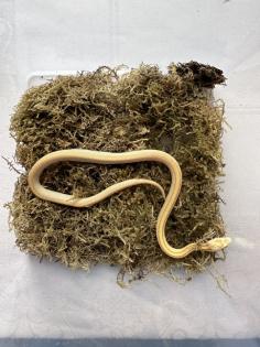 Kornnatter 1, 0 Butter Tessera Motley Striped