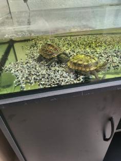 Chinesische Dreikielschildkröte Art Bachschildkröte