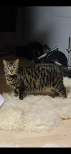 Ragdoll x Bengal Mischling aktuell leider rollig