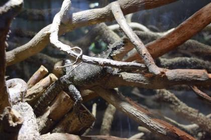 Terraristik Reinshagen
