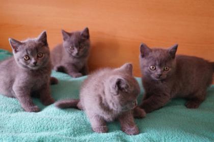 Britisch Kurzhaar Kitten