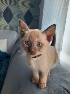 Tonkanese Kitten -650, 00 Euro VB