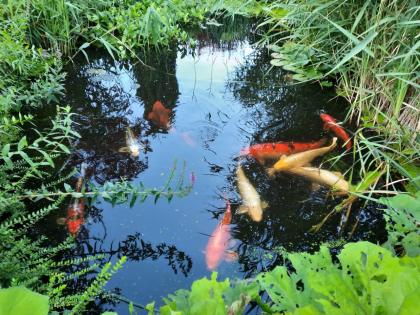 9 große Koi-Karpfen