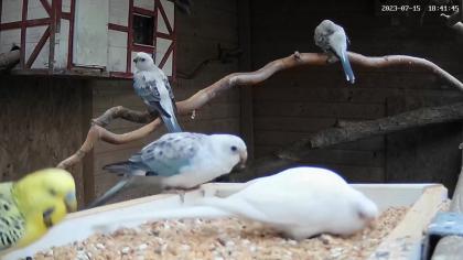 Opaline und Albino Singsittiche