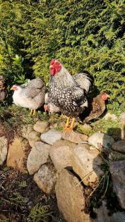 10 Bruteier Zwergwyandotten Zwerg Wyandotten Huhn Ei