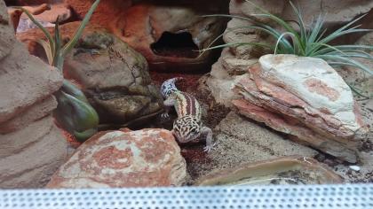 3 Leopardgecko Weibchen abzugeben