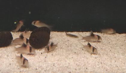 25x Corydoras Burgessi 3, 5 - 4 cm Rarität