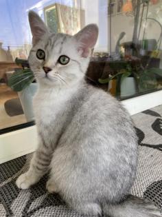 Bkh Kitten mit offenen Stammbaum blg. B