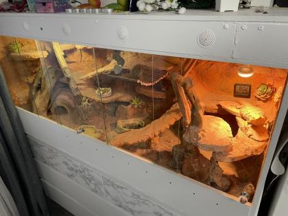 Terrarium mit Bartagamen Pärchen 2. J