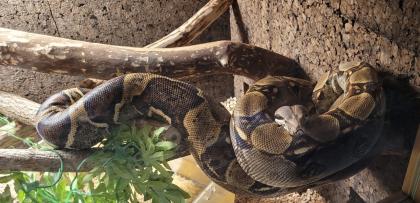 Boa Constrictor Imperator Weibchen, geb. 2020