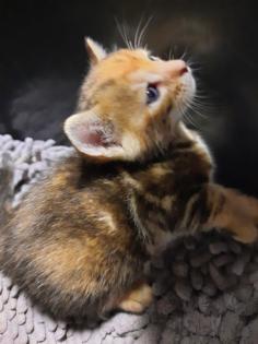 Reinrassige Bengal Kitten