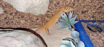 Leopardgeckos suchen gutes Zuhause