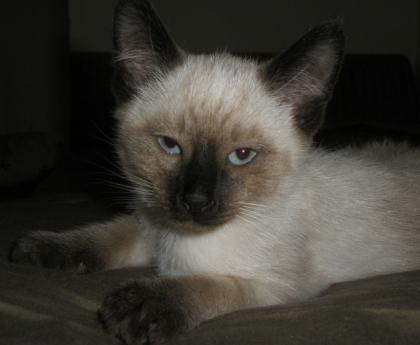 Superknuffige Siamkitten Thaikitten abzugeben