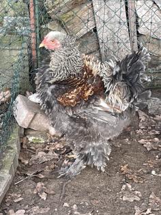 Bruteier Brahma gelockt und glatt