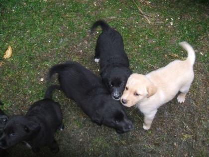 Süße Labrador-Mischlingswelpen