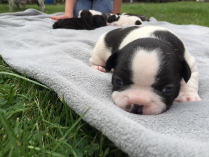 Französische Bulldoggen Welpen
