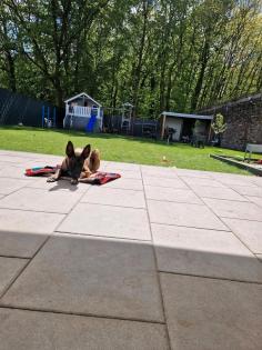Belgischer Schäferhund Malinois
