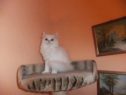 Perser, perserkatzen Babys