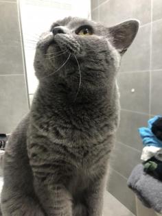 Erfahrener BKH Deckkater Blue