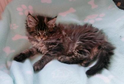 Tolle Maine Coon Kitten, mit schönen Luchspinseln