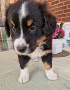 9 Wochen alter Australian Shepherd Rüde zur Abgabe