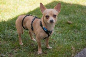 MADITA - weiblich 10 Monate 23 cm 3. 5 kg Chihuahua Gechipt