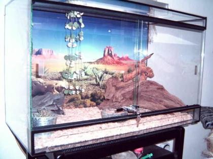 Terrarium 5 Leopardgeckos